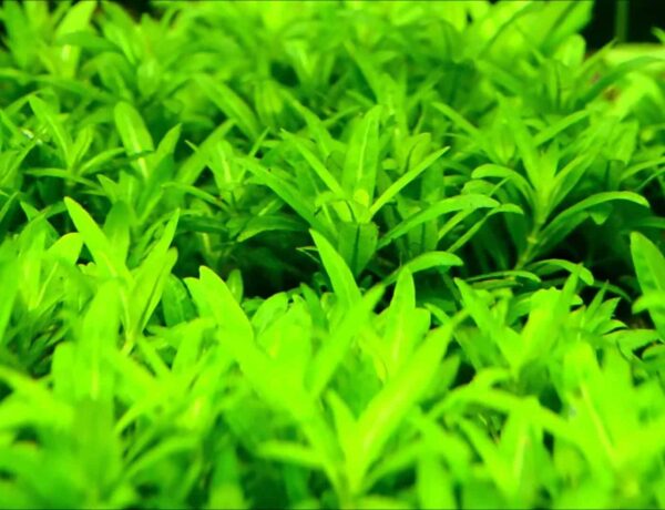 Staurogyne Repens 049 Care Sheet S Repens For Sale And Where To Buy Aquaticmag 4 600x460