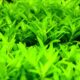 Staurogyne Repens 049 Care Sheet S Repens For Sale And Where To Buy Aquaticmag 4 80x80