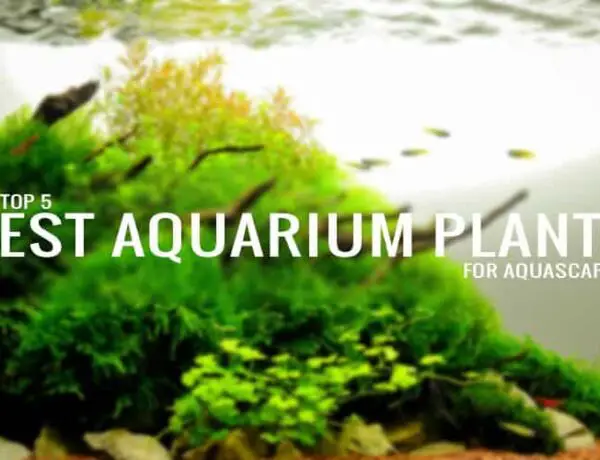 The Top 5 Best Aquarium Plants For Aquascaping Aquaticmag