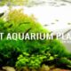 The Top 5 Best Aquarium Plants For Aquascaping Aquaticmag 80x80