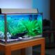 Tips On Getting Aquarium Cheap For Beginners Aquaticmag 80x80