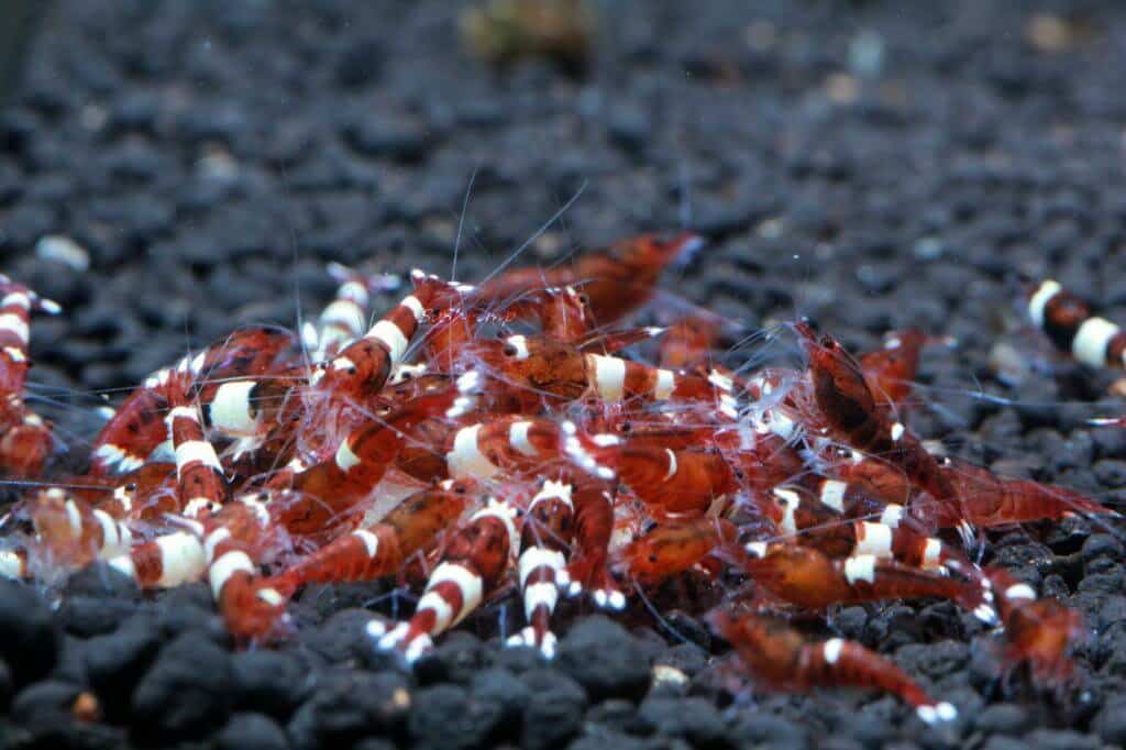 Wine Red Shrimp Information Wiki Wine Red Shrimp Where For Sale And Where To Buy Them Wine Red Shrimp For Cheap Discount Price Aquatic Mag 6