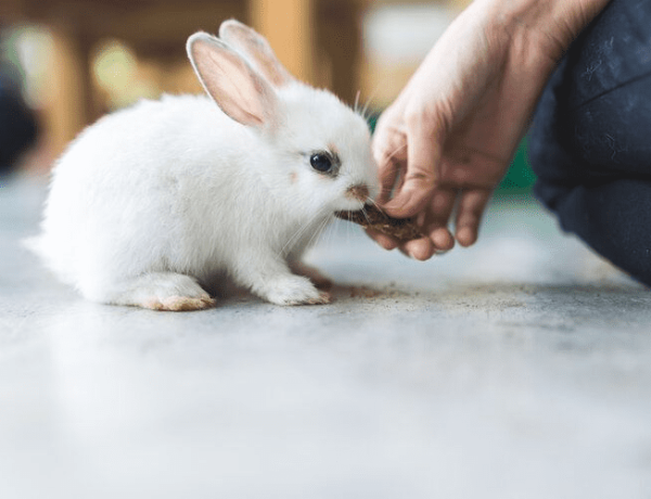 Do Bunnies Bite? | How to Prevent Bunny Bites?