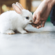 Do Bunnies Bite? | How to Prevent Bunny Bites?