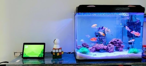 Tips for Transporting a Fish Tank to Your New Home